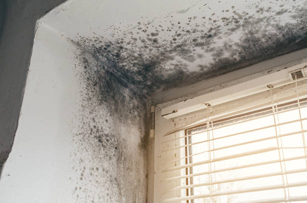 Affordable Attic Mold Removal solutions in Mont Clare, PA